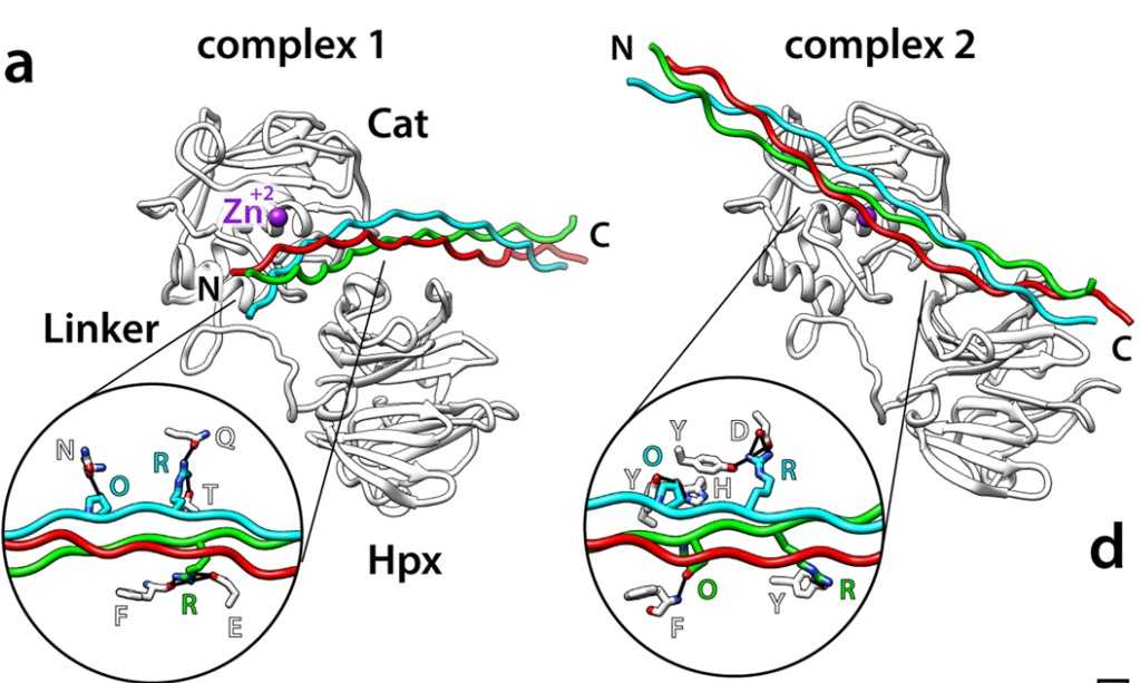 Two modelled frontal-binding MMP-3.jpg